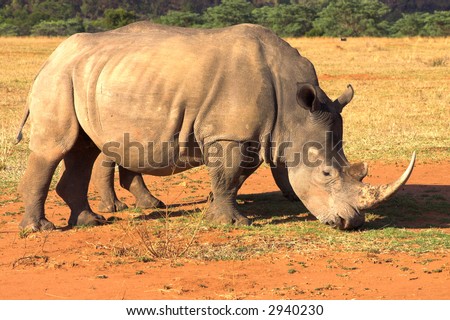 Two rhinos grazing in late afternoon in dry field. Baby rhino is hiding behind his mother.