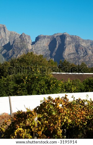 Vineyard on Boschendal wine farm in autumn. Shot in the early afternoon in South Africa. Mountains and lemon and orange trees in the background.
