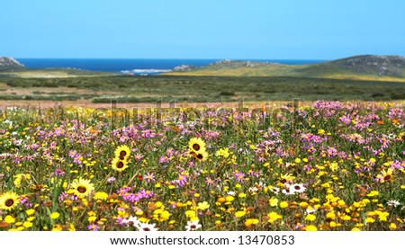 Field of colorful wild flowers with blue sky and ocean in the background in West Coast National Park, South Africa
