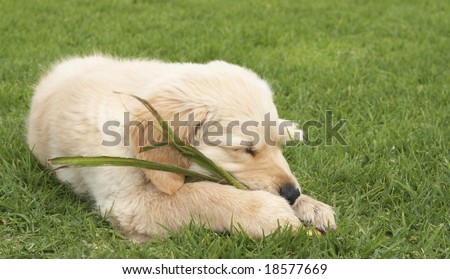 Small obedient golden retriever puppy sleeping on the green grass holding a plant in his paws. Focus is on the front paw