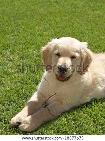 Small obedient golden retriever puppy lying on the green grass holding a stick in his paws