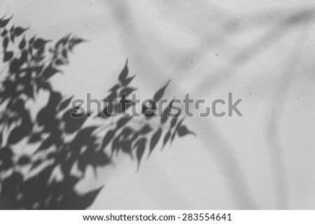 leave shadow on wall, black and white style