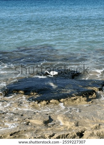 Similar – Image, Stock Photo Rocky coast among tranquil ocean water in sunny day