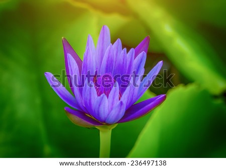 water lily lotus flower, blue