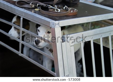 Dog in a cage going to the doctor