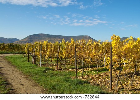 rows of yellow wine grapes, Germany