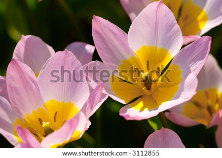 violet yellow tulip close up in backlight
