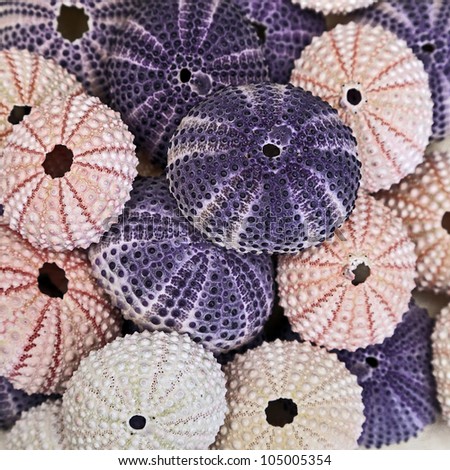 Group of Purple and Pink Sea Urchins.