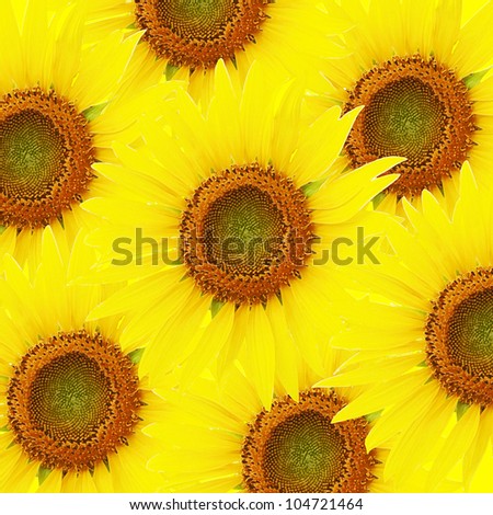 Brush painting  sunflowers background
