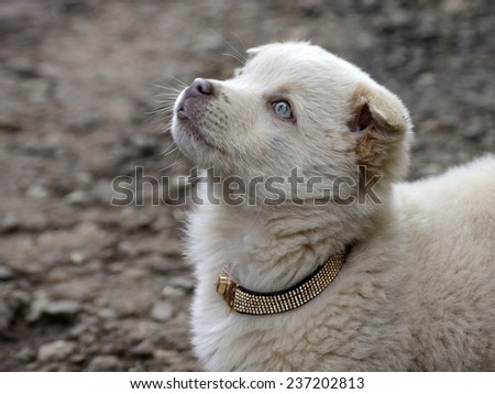 cute golden  puppy
