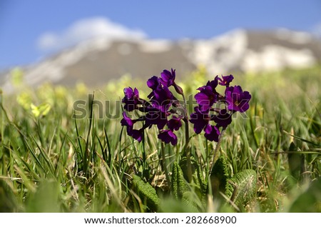 purple wild primrose blooming in the mountains