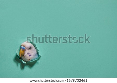 Similar – Image, Stock Photo Close-up of a parakeet inside the cage