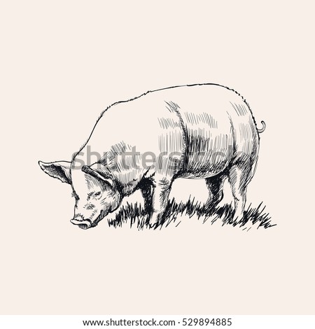 Hand Drawn Sketch Pig Vector illustration 