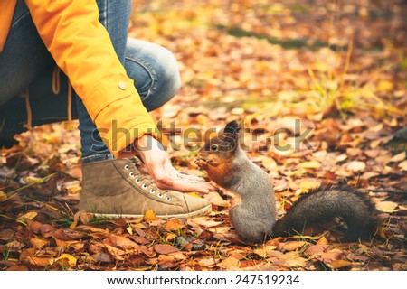Squirrel eating nuts from woman hand and autumn leaves on background wild nature animal thematic (Sciurus vulgaris, rodent)