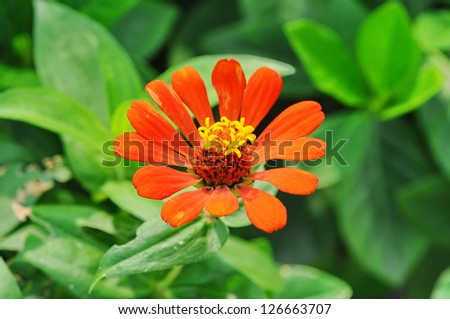 Orange flowers in the garden with beautiful of multicolored flowers
