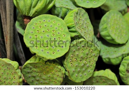 Lotus seeds are used extensively in medicine and desserts