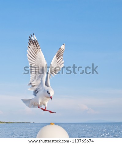 Similar – Image, Stock Photo freedom birds gulls