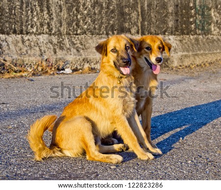 Similar – Foto Bild Zwei Gauner Haustier Hund