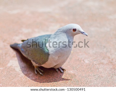 Green Imperial Pigeon On the ground.