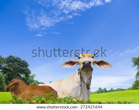 domestic cow in the livestock farm land, on blue sky background