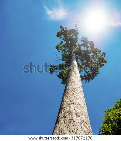 big straight tree on blue sky with the sun in the background
