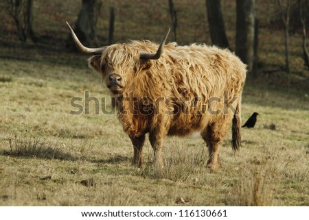 Highland Cattle; Highland Cow