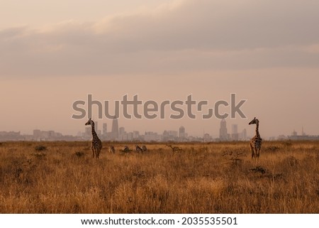 Similar – Image, Stock Photo City giraffes (5)