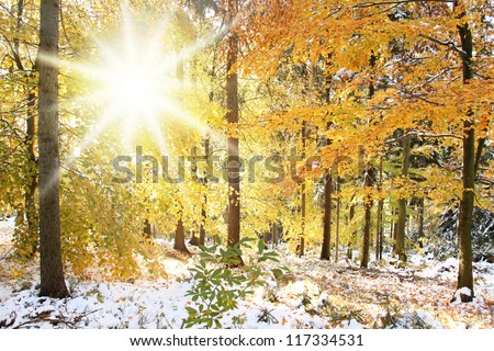 Sunny winter forest scene with autumn trees.