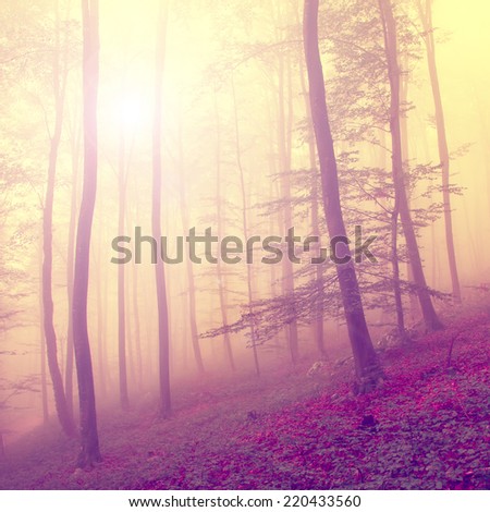 Fantasy sun light in autumn forest with vintage colors. Vintage filter effect used.