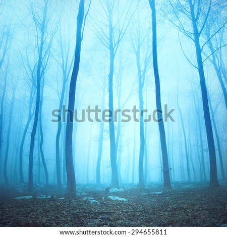 Magical blue color foggy woodland trees. Beautiful turquoise color in dreamy foggy forrest.