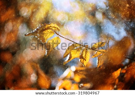 Magical rainy autumn beech tree branch with colorful autumn leaves at sunny light. Rainy and sunny autumn season leaves background. Selective focus used.