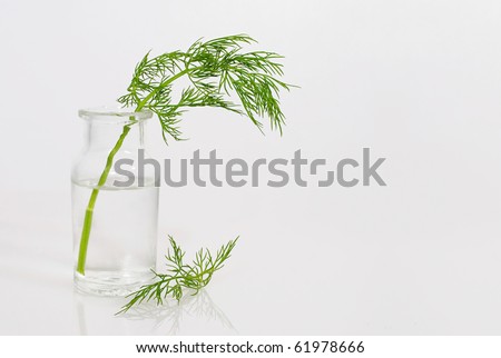 sprig of fresh herbs in glass bottle, isolated with copy space at right