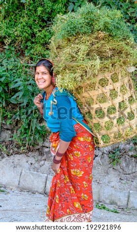 Ukhimath, India - MAY 02, 2014:  An unidentified woman carrying a basket with fresh harvest of raw lentils. Lentils is one of main grains used for cooking food in India.