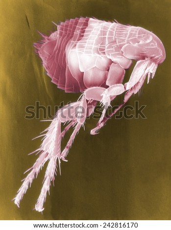 Scanning Electron Micrograph of a Flea. Fleas carry diseases including the plague, caused by the bacterium Yersinia pestis. Photo by Janice Haney Carr. Stock fotó © 