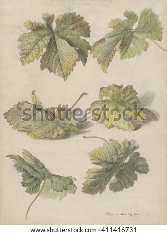 Studies of Vine Leaves, by Willem van Leen, 1796, Dutch painting, watercolor and pencil on paper. Realist watercolor of grape vine leaves by flower painter, Willem van Leen
