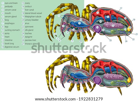 Vector illustration of the simplified internal anatomy of the spider. Stock foto © 