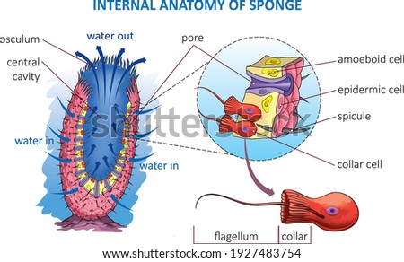 Vector illustration of basic anatomy of sea sponge.