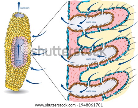 Vector illustration of the basic anatomy of sea sponge with water circulation.