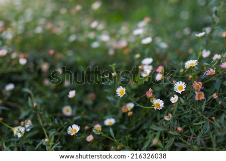 Little daisies