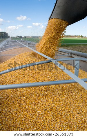 Grain being loaded into a truck trailer.