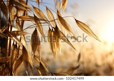 spikelets of oats , as  agricultural background