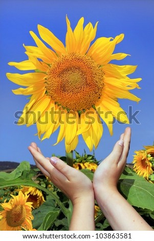 children\'s hands reach for the sunflower similar to a sun against a bright blue sky
