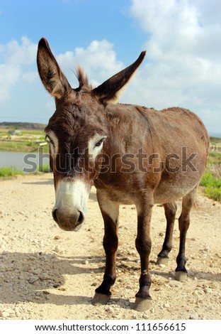 small brown donkey poses for the camera