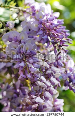 bright purple flowers of wisteria as a floral background or wallpapers