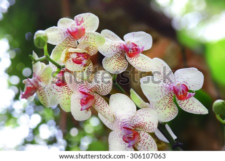 very beautiful white with red dots orchid