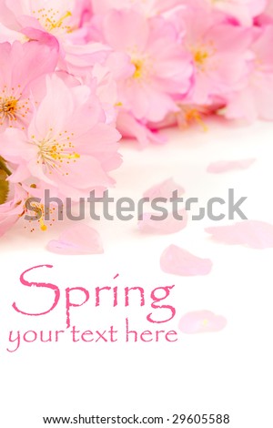 Delicate pink cherry blossoms on white, with copy space and easily removable sample text
