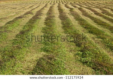 Green grass freshly cut in rows on farm land