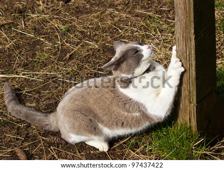 White and grey cat sharpening claws on fence post