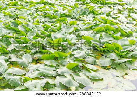 Eichhornia crassipes is commonly known as water hyacinth and It is an aquatic plant