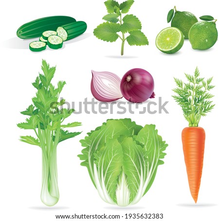 Fresh salad herbs and spices set. Set off fresh green vegetables. Healthy food ,carrot,onion,lime,coriander, mint leaves,cucumber,cabbage.vector illustration.